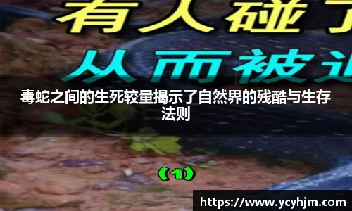 毒蛇之间的生死较量揭示了自然界的残酷与生存法则
